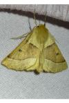 Crocallis elinguaria