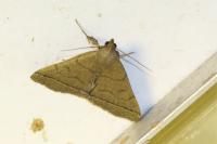Herminia tarsipennalis