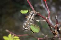 Acronicta rumicis