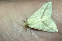 Aspitates gilvaria