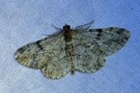 Peribatodes rhomboidaria rhomboidaria