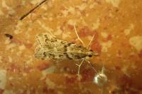 Eudonia angustea