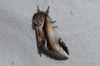 Pheosia gnoma