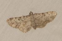Eupithecia semigraphata