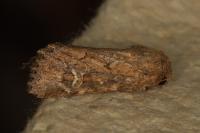 Luperina nickerlii