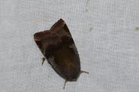 Noctua janthe/janthina