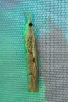 Agriphila geniculea