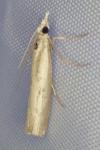 Agriphila geniculea/inquinatella