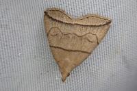 Herminia grisealis
