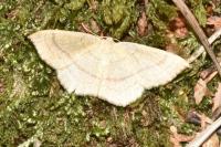Cyclophora linearia