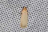 Katha depressa