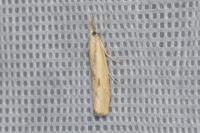 Agriphila inquinatella
