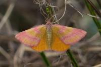 Lythria cruentaria
