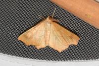Ennomos quercinaria