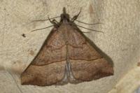Hypena proboscidalis