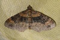 Xanthorhoe spadicearia/ferrugata