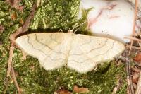 Idaea aversata