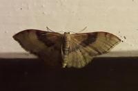 Idaea degeneraria