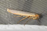 Manulea complana