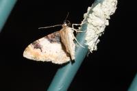 Catarhoe cuculata