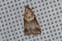Acrobasis tumidana