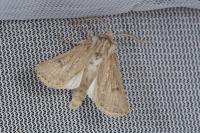 Agrotis graslini