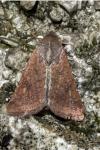 Helicoverpa armigera