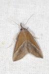 Hypena lividalis