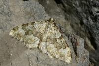 Coenotephria ablutaria