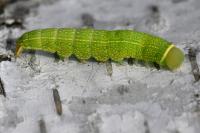Pseudoips prasinanus