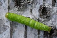 Pseudoips prasinanus
