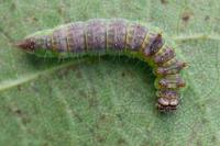 Drepana curvatula