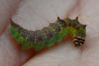 Drepana curvatula