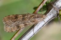 Nomophila noctuella