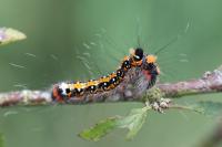 Acronicta tridens