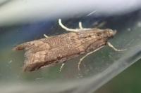 Acrobasis obliqua