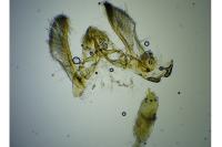 Acrobasis obliqua
