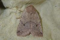 Propenistra laevis
