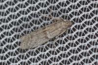 Cadra figulilella
