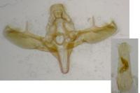Cadra figulilella