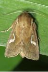 Phragmatiphila nexa