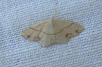 Cyclophora punctaria