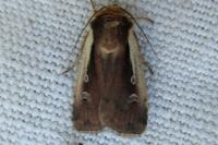 Ochropleura plecta