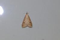 Udea ferrugalis