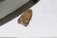 Xestia xanthographa