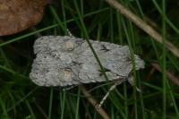 Lithophane ornitopus