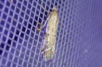Pempeliella ornatella