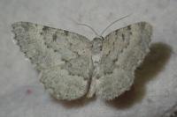 Yezognophos dilucidaria