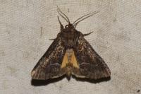 Thalpophila matura