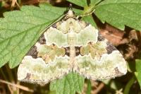Colostygia pectinataria